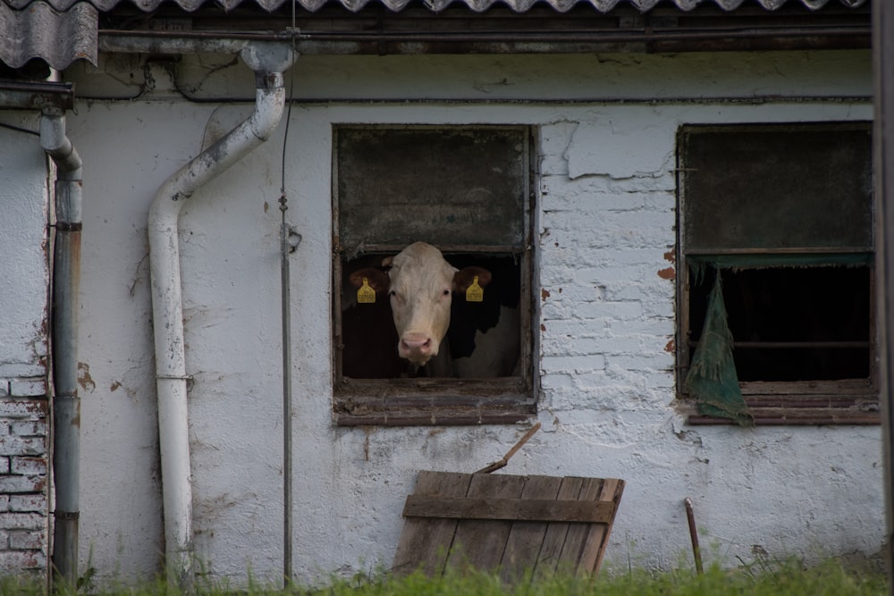 a cow looking out a window