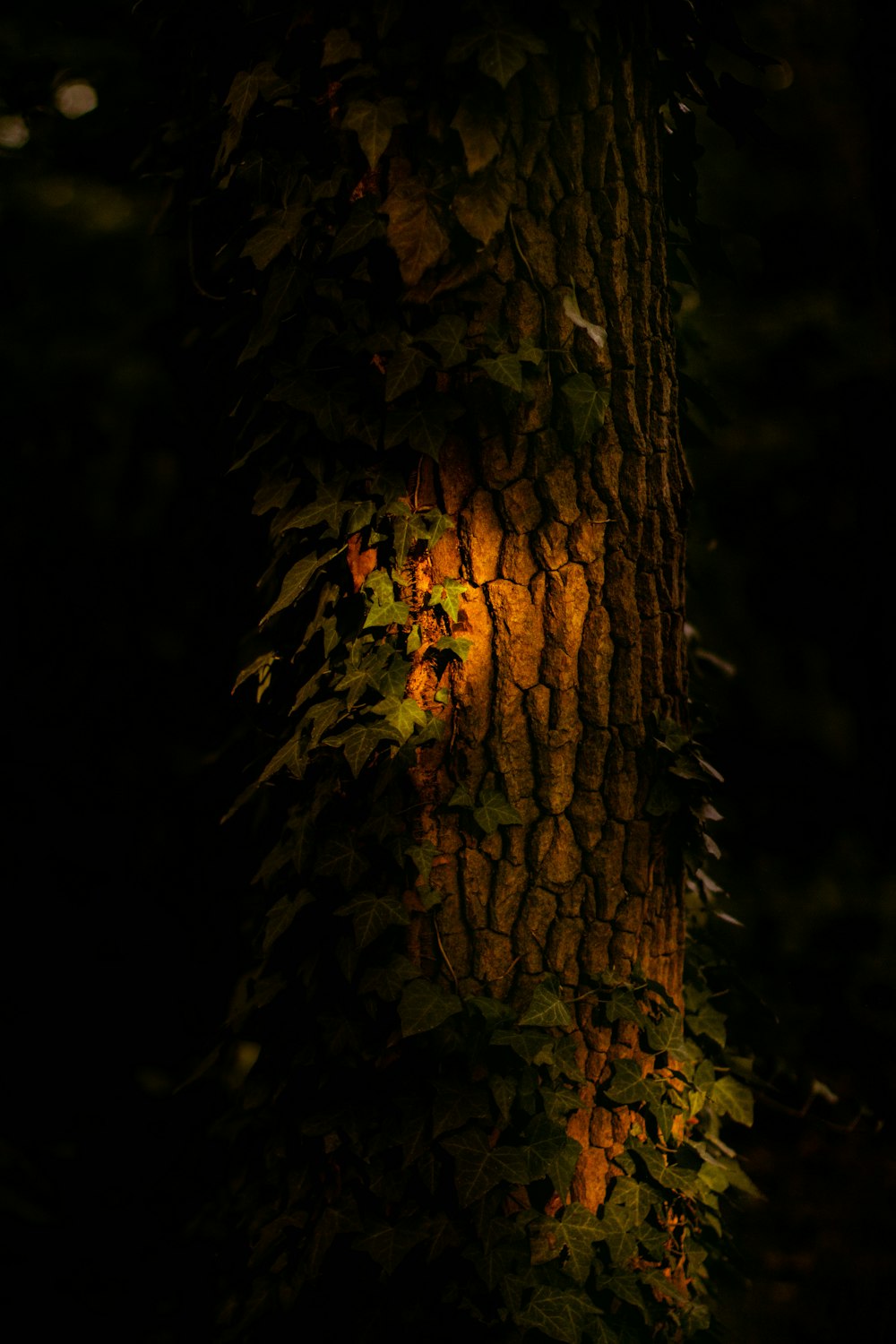 a tree with many leaves