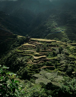 Lush green terraces of Bali at sunrise with mist rolling over the rolling hills.
