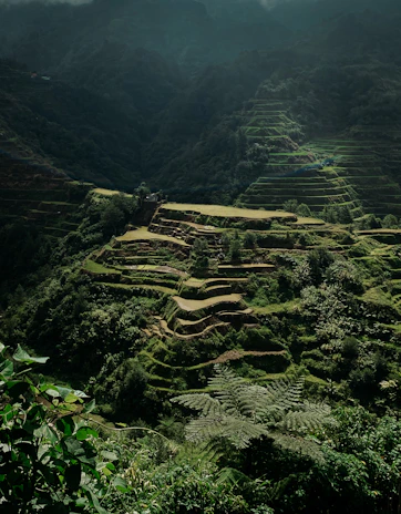 Lush green terraces of Bali at sunrise with mist rolling over the rolling hills.
