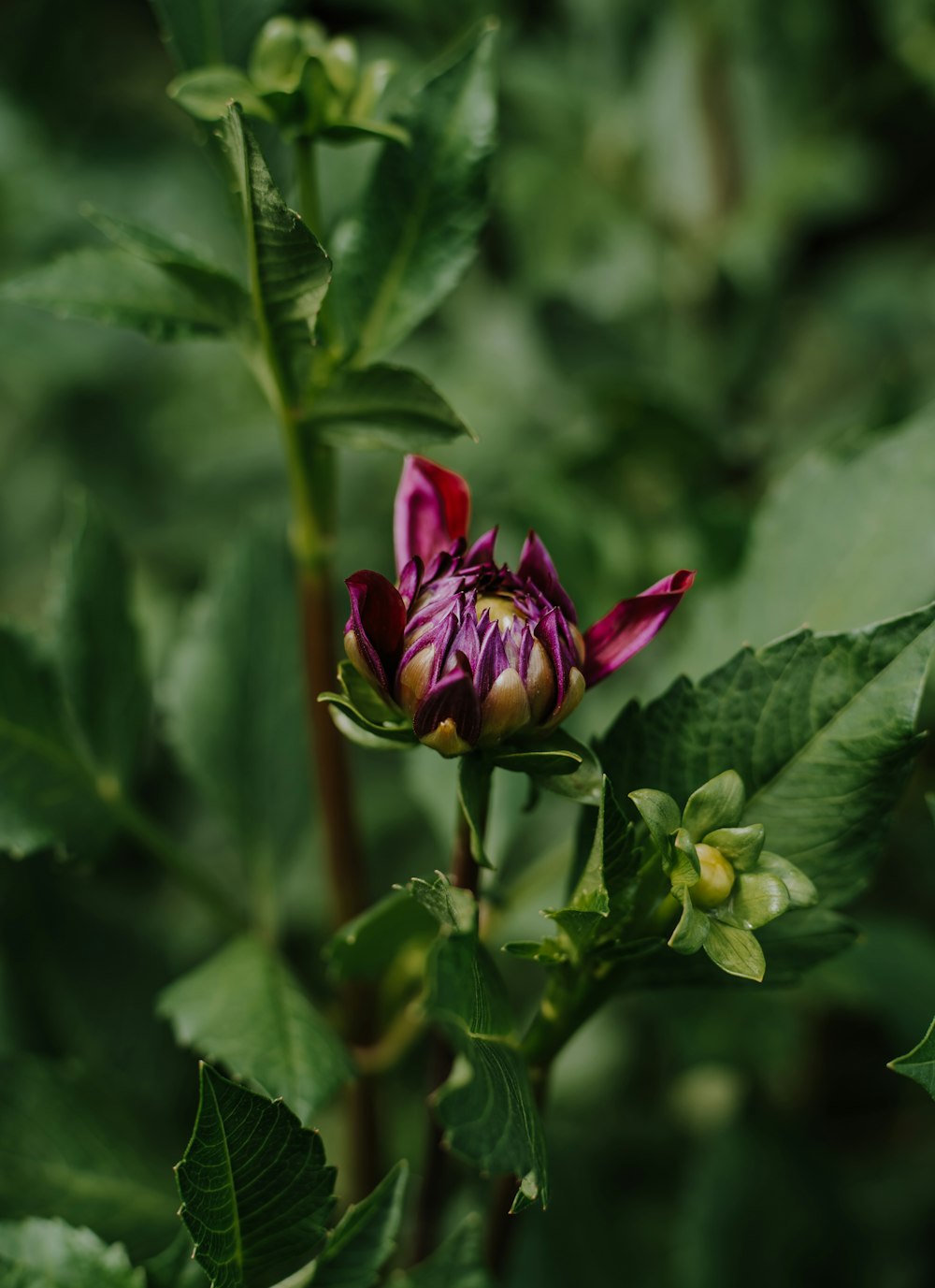 a flower on a plant