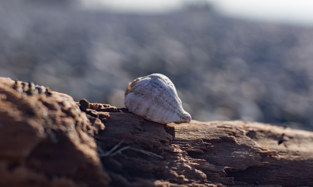 a white rock on a log