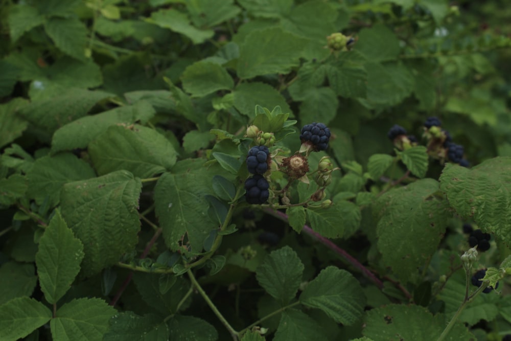 a group of berries on a bush