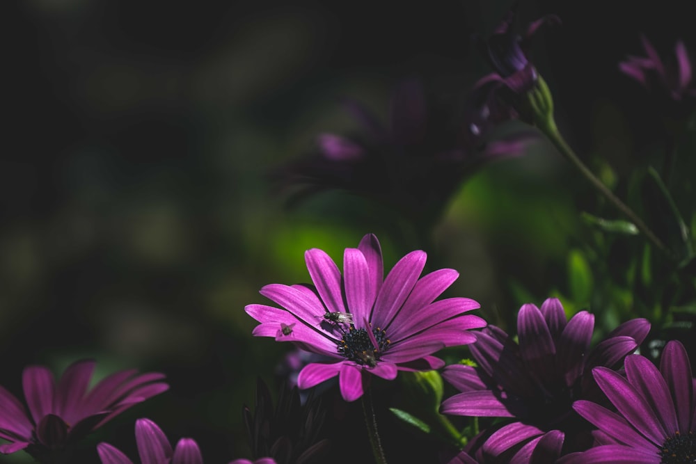 a close up of purple flowers