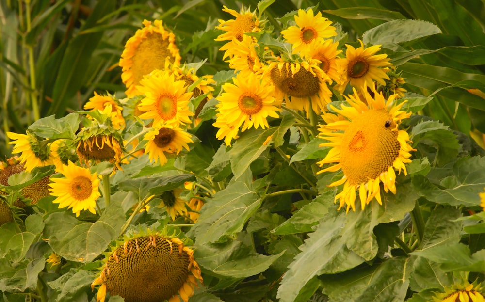 a group of yellow flowers