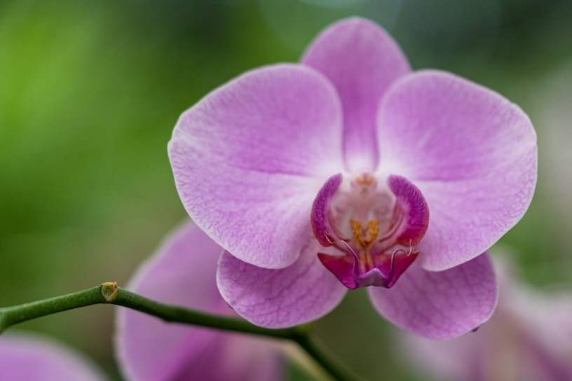 A vibrant close-up of a blooming pink orchid with delicate petals.