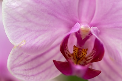 Close-up of a blooming orchid with intricate details.