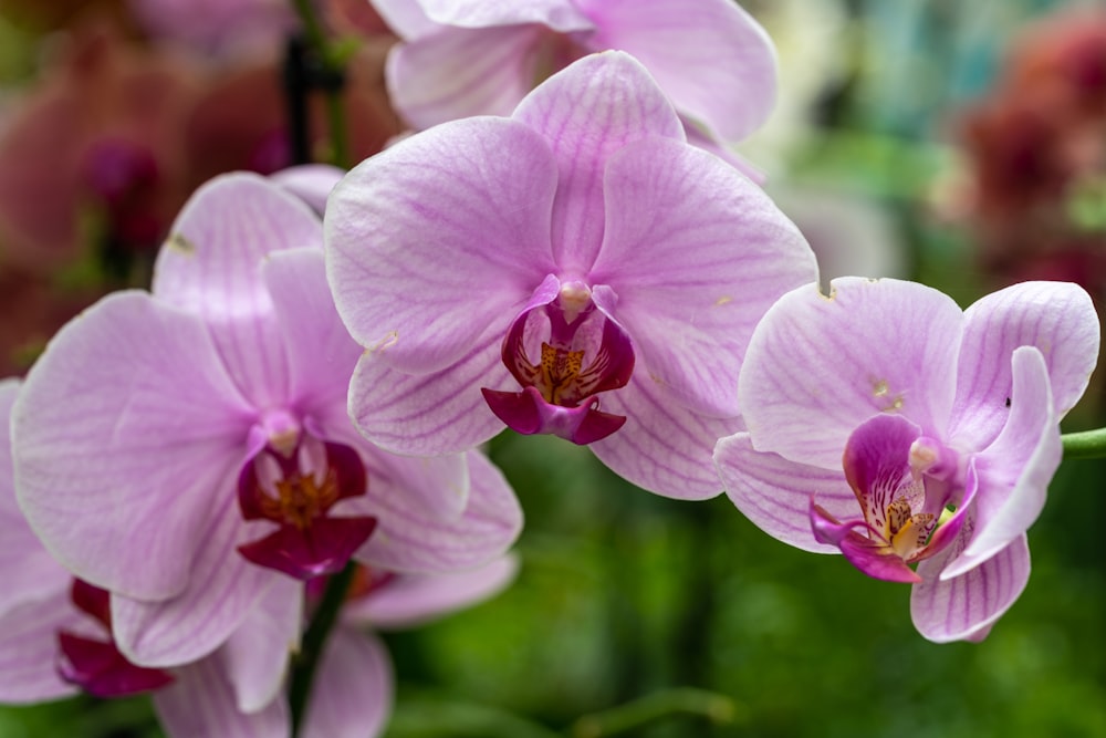 a close up of a flower