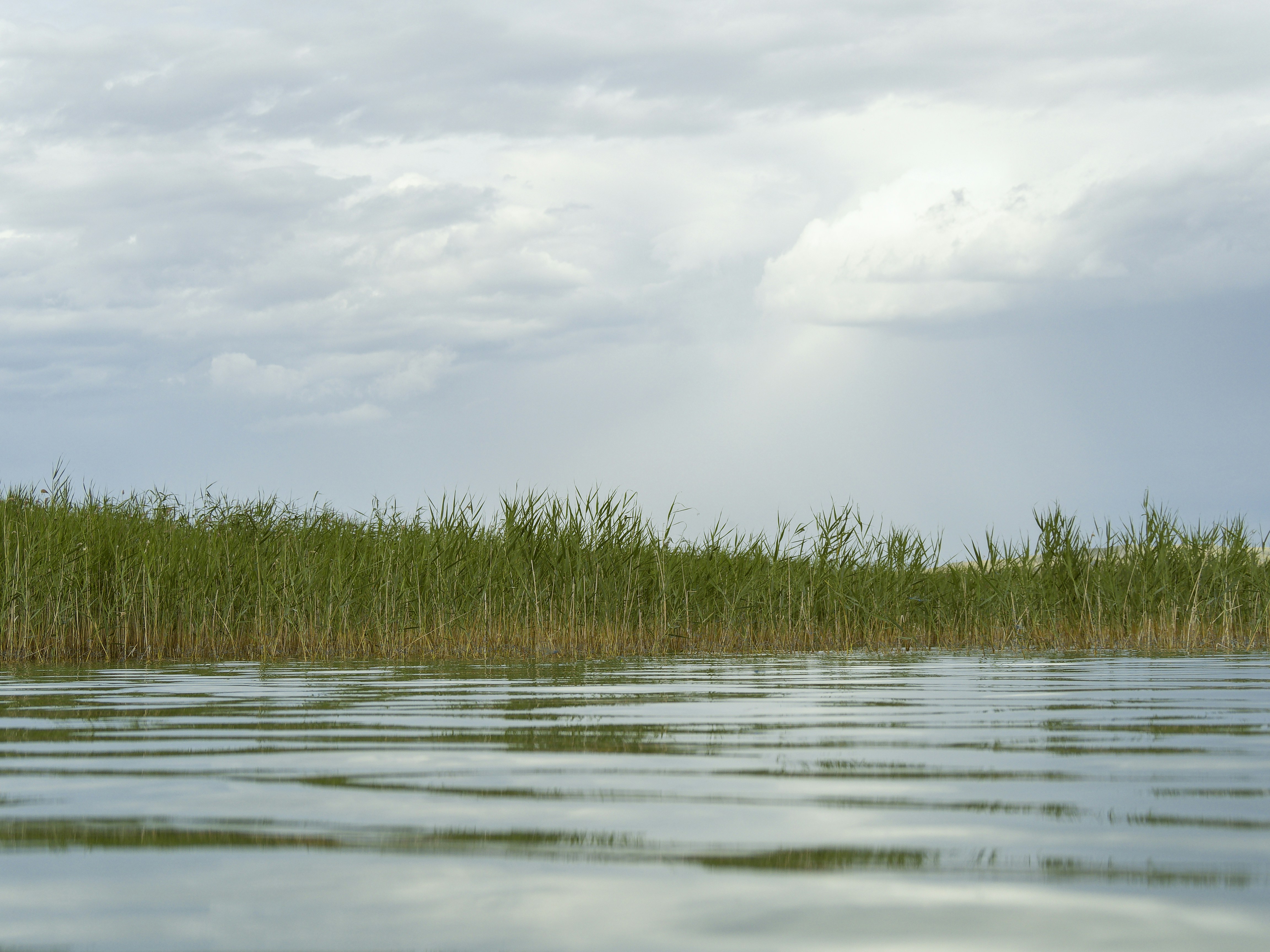 Photo by albert_kuular