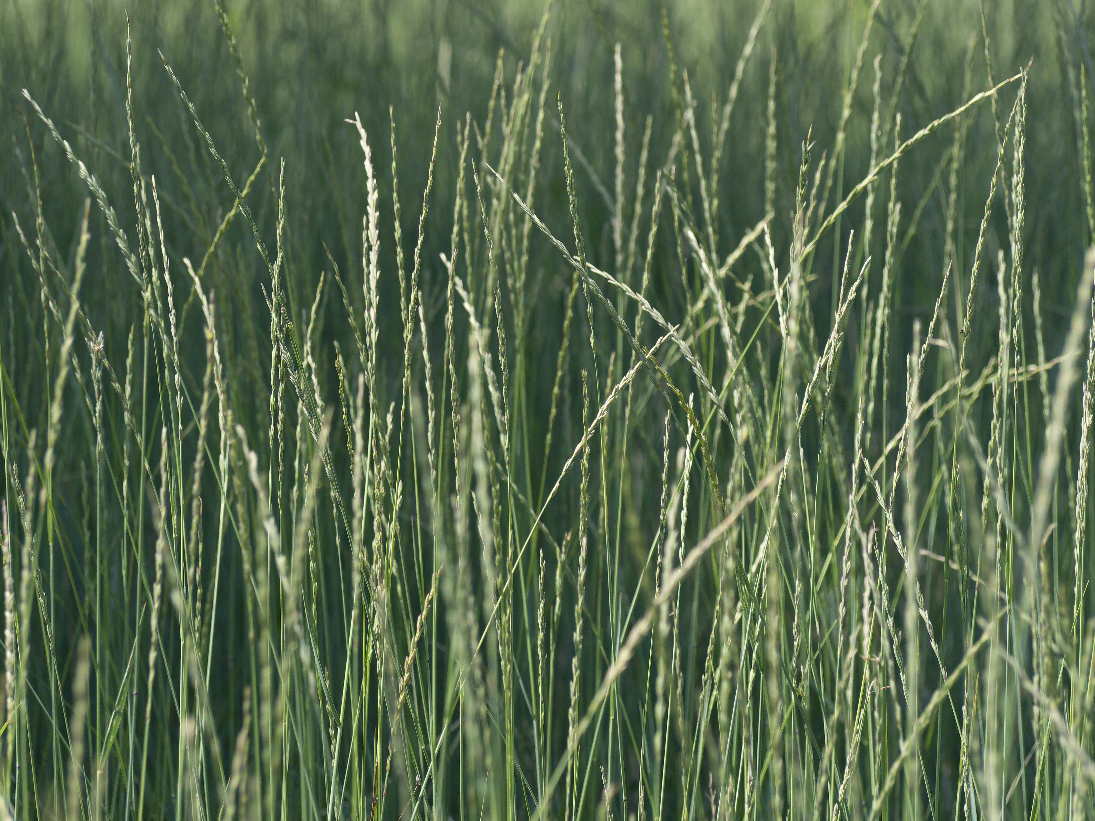 Photo by albert_kuular