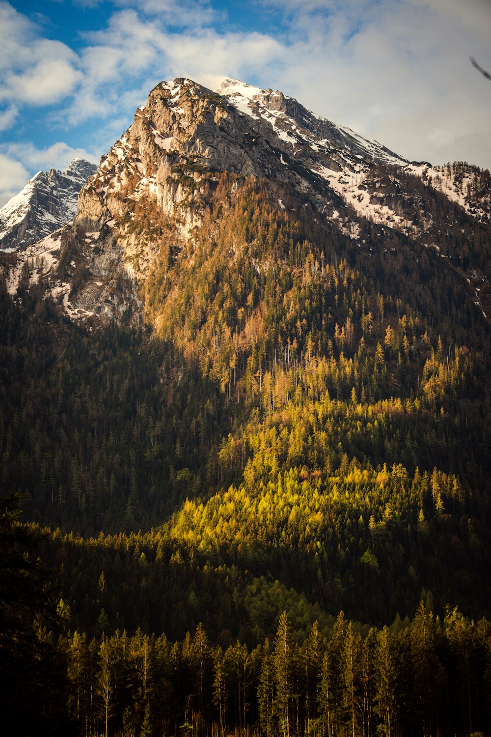 una montagna con alberi sottostanti