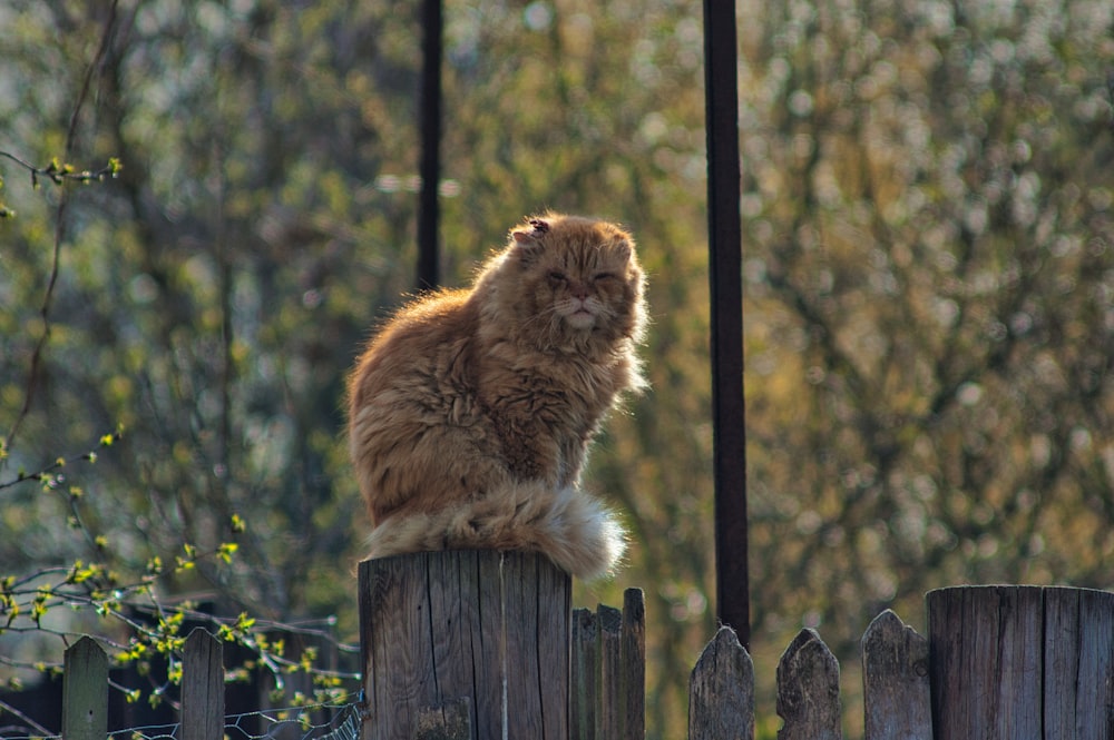 a cat sitting on a fence