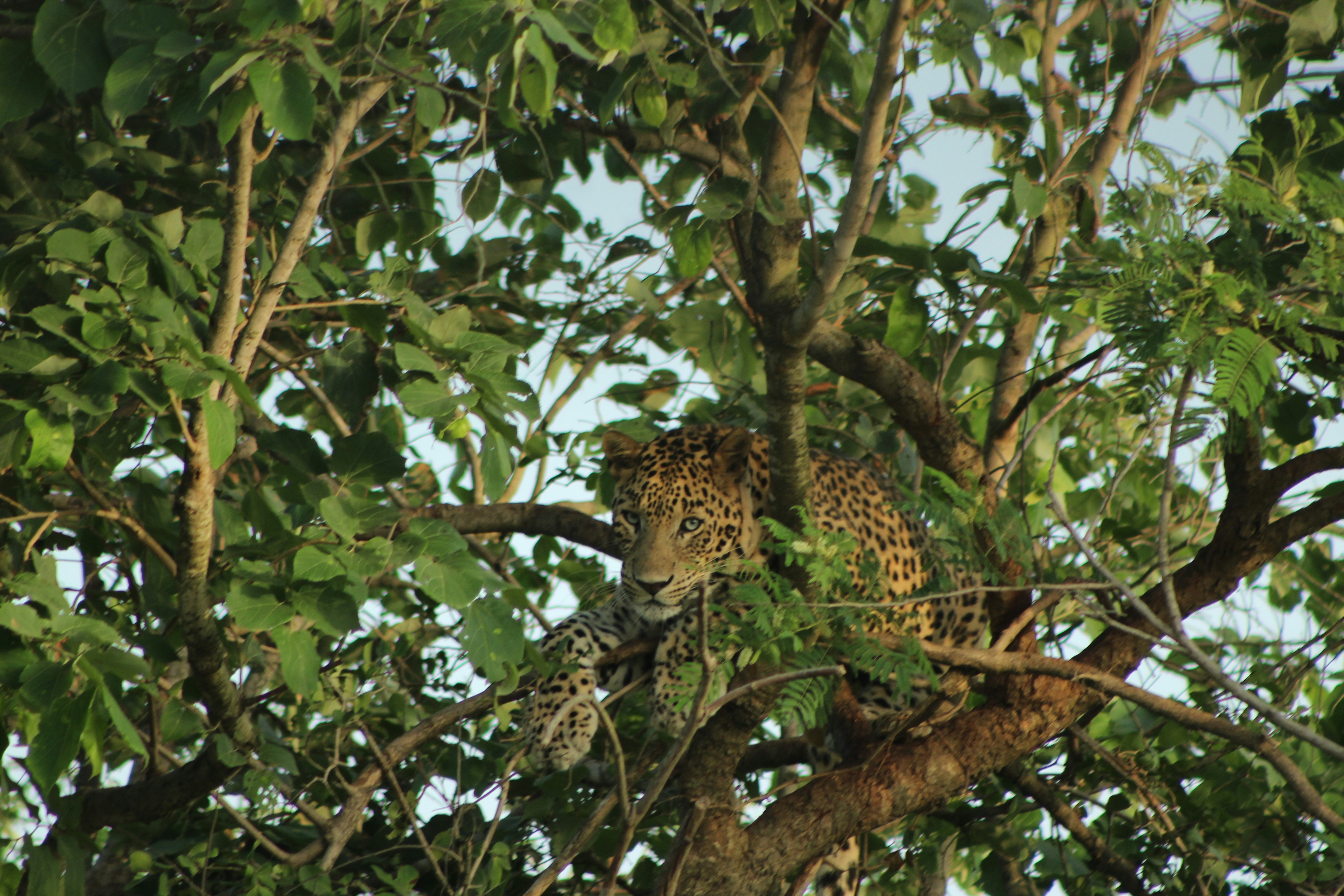 2. Stealth Royalty: The Leopard’s Leafy Ambush (image credits: unsplash)