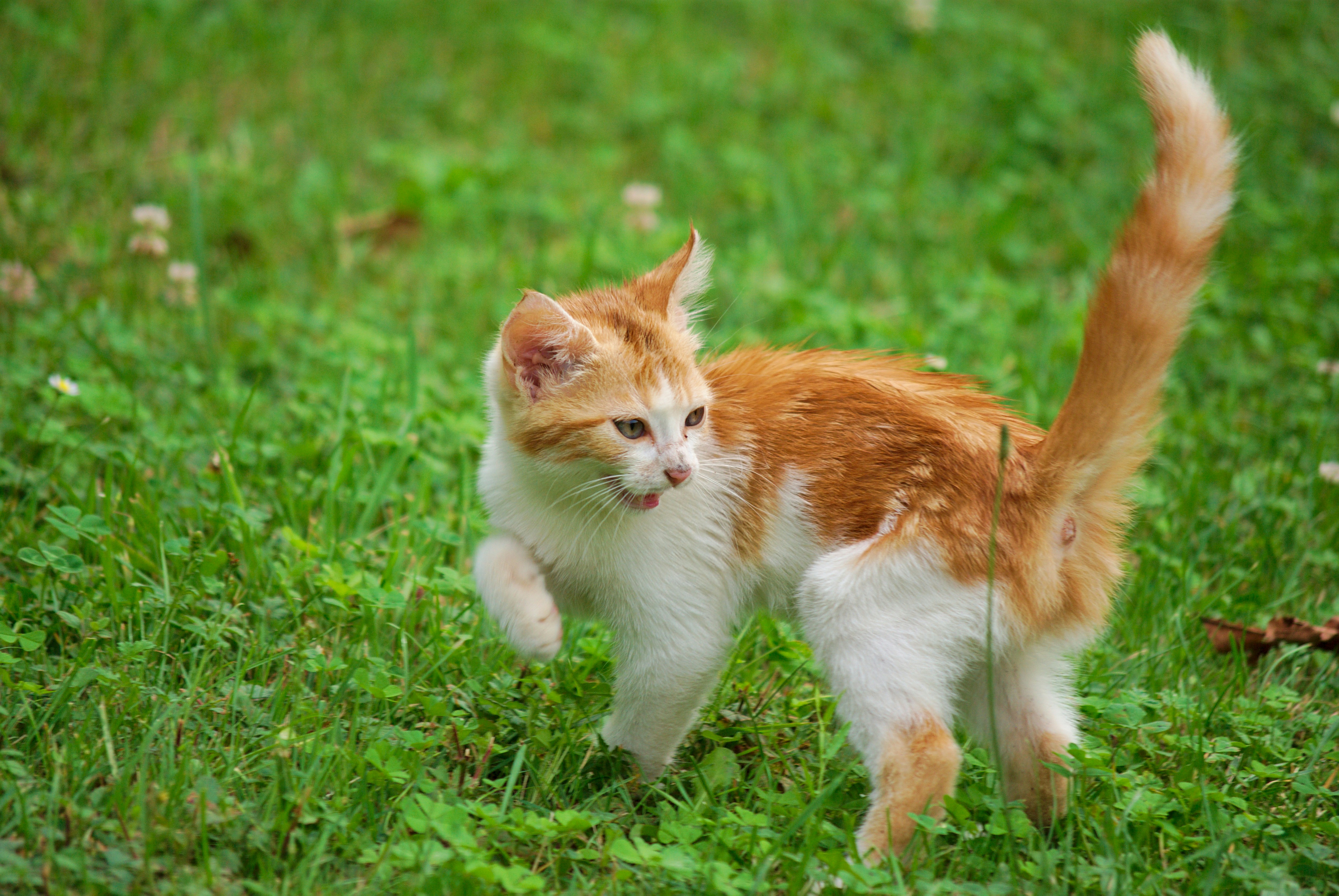 Angry cat