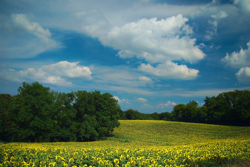 a field of yellow flowers