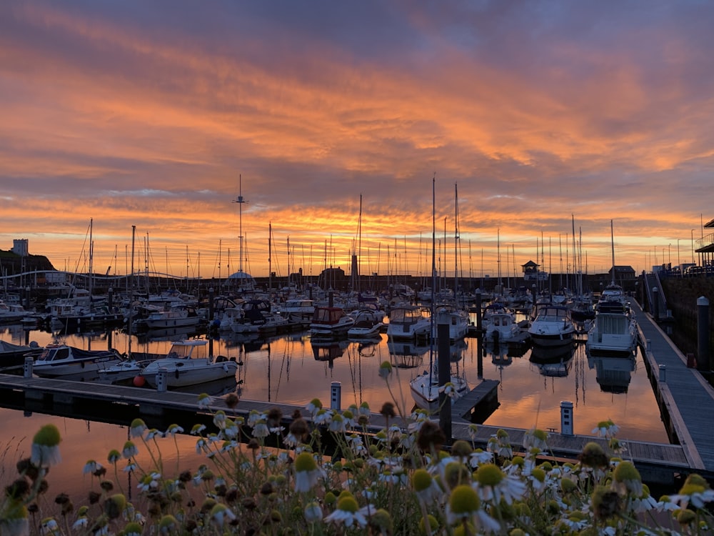 a marina with many boats