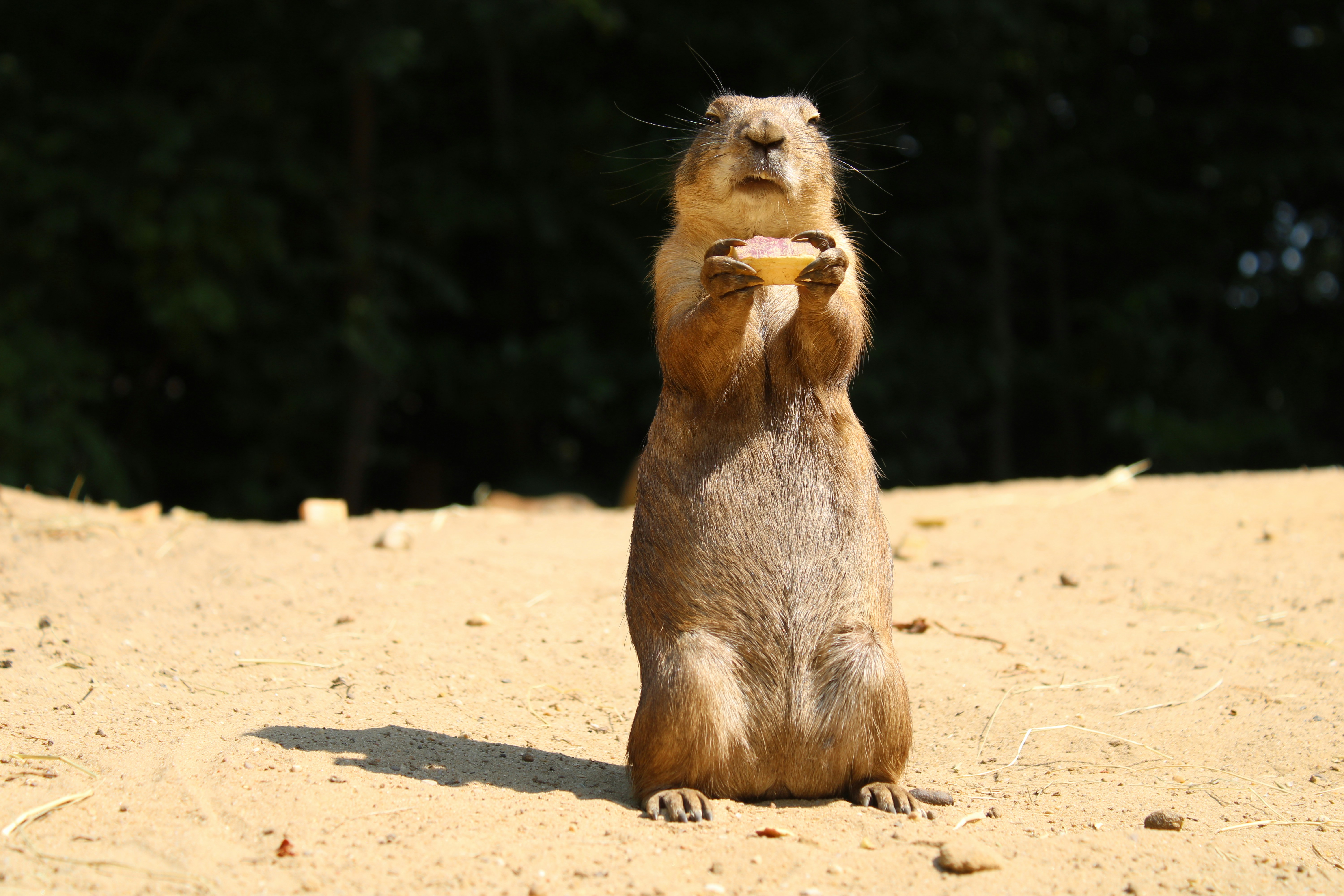 Prairie dog stands upright on a sunlit sandy dune, gripping a snack with both paws as a dark forest backdrop.