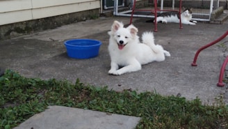 A white dog with a fluffy tail lies on a concrete surface next to a blue water bowl, appearing content and relaxed. In the background, a cat is lounging, adding to the peaceful outdoor setting. The ground is partially covered with green grass, and there are metal chair legs visible, indicating a patio area.