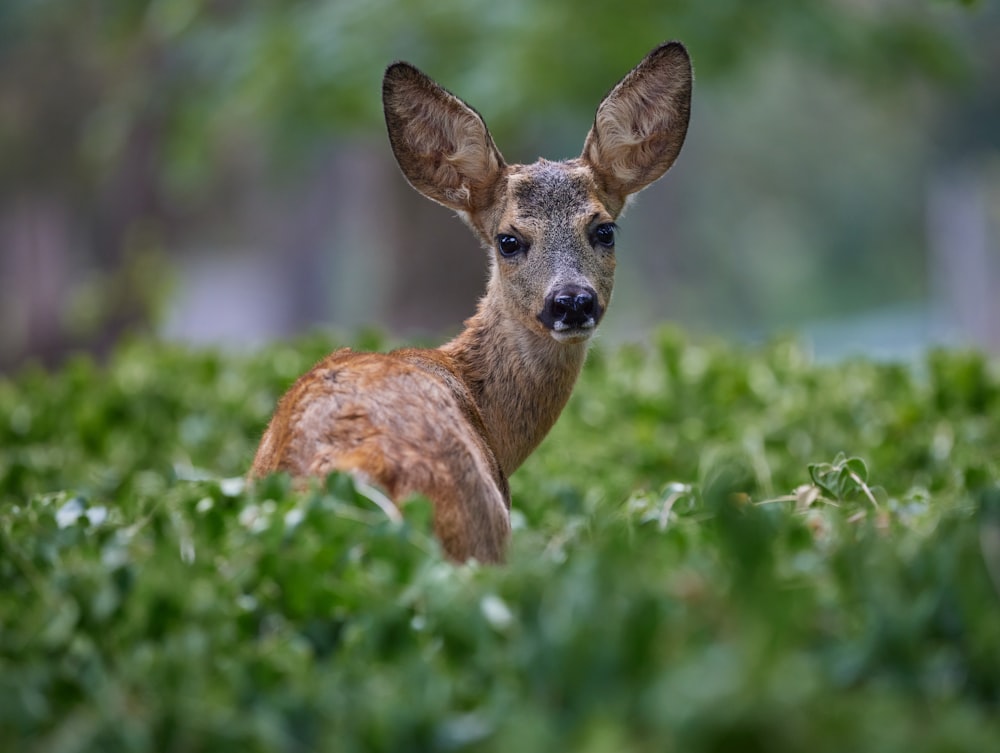 a small deer in a field