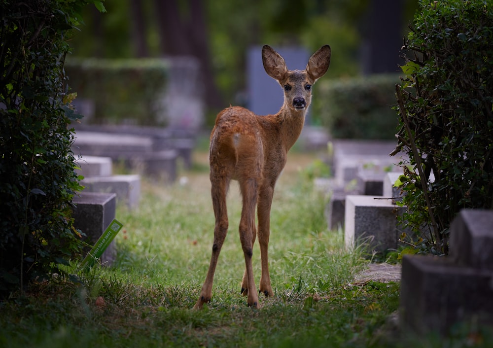 a deer standing in a yard