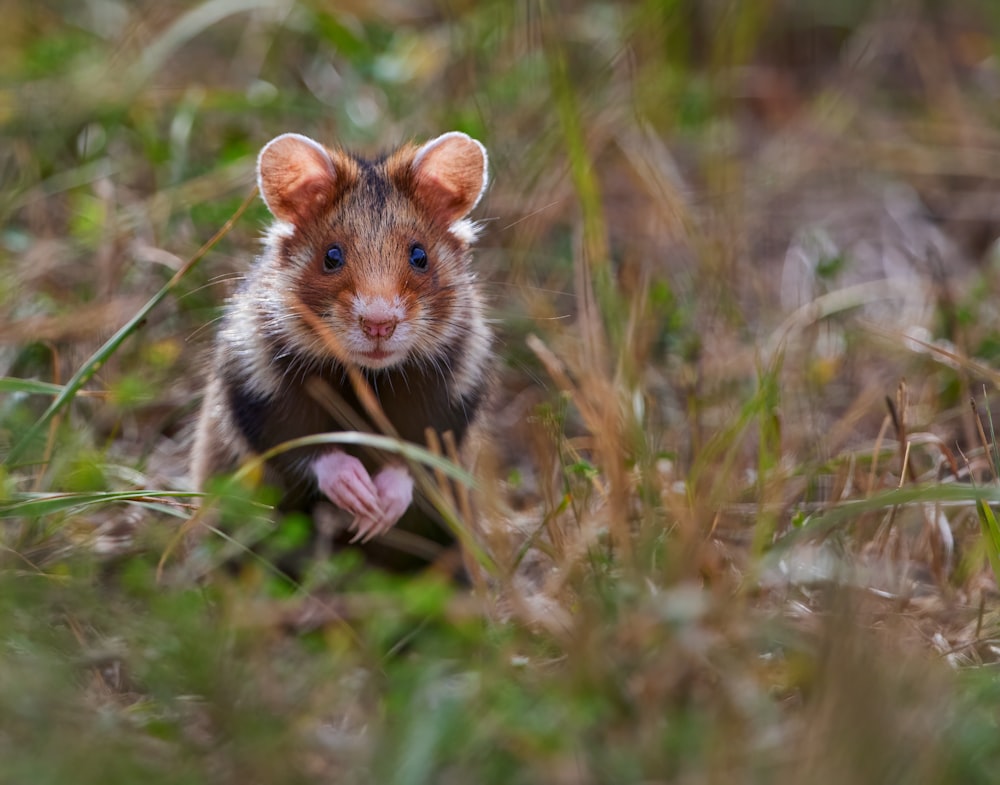 a small animal in the grass