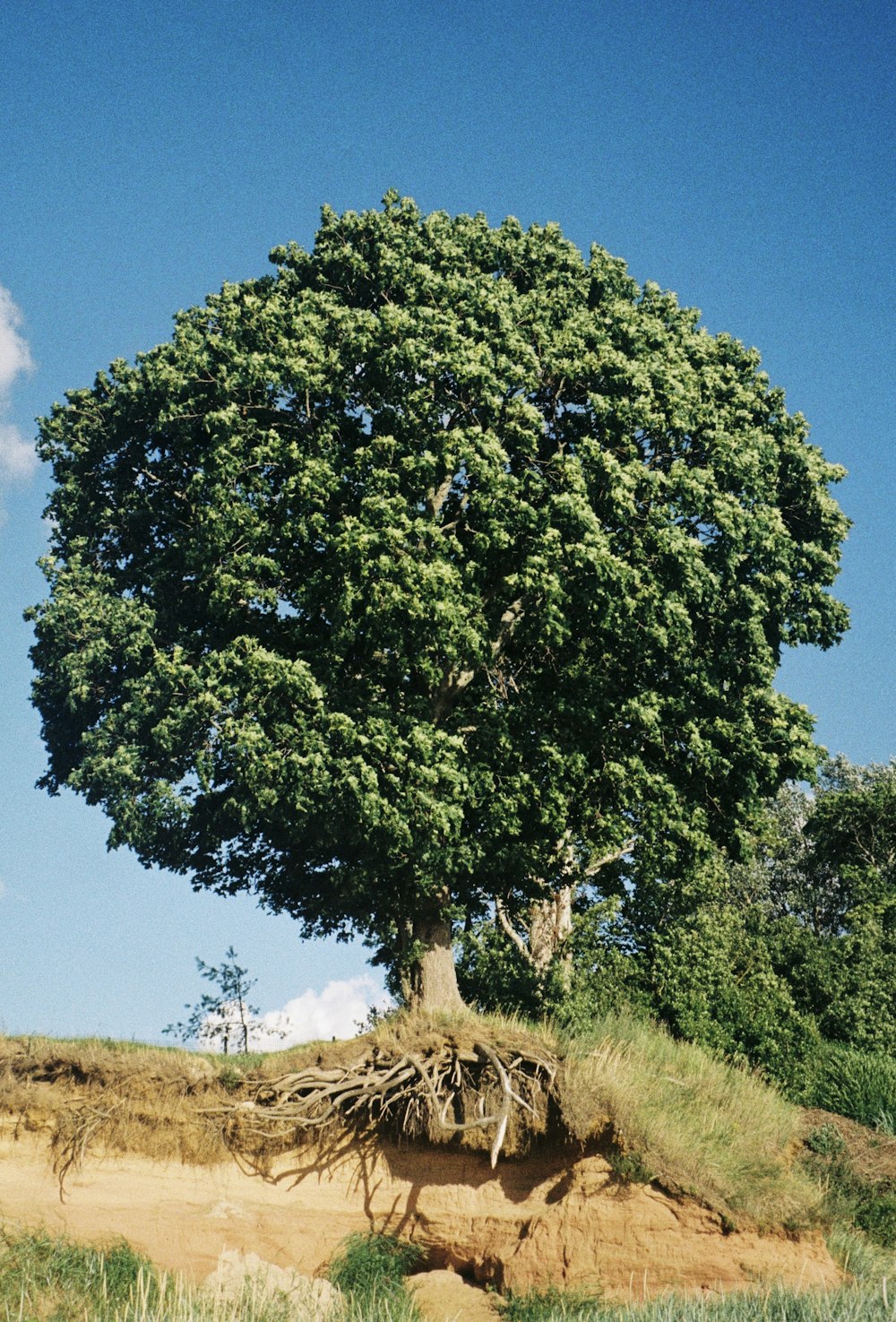 Ein großer Baum auf einem Feld
