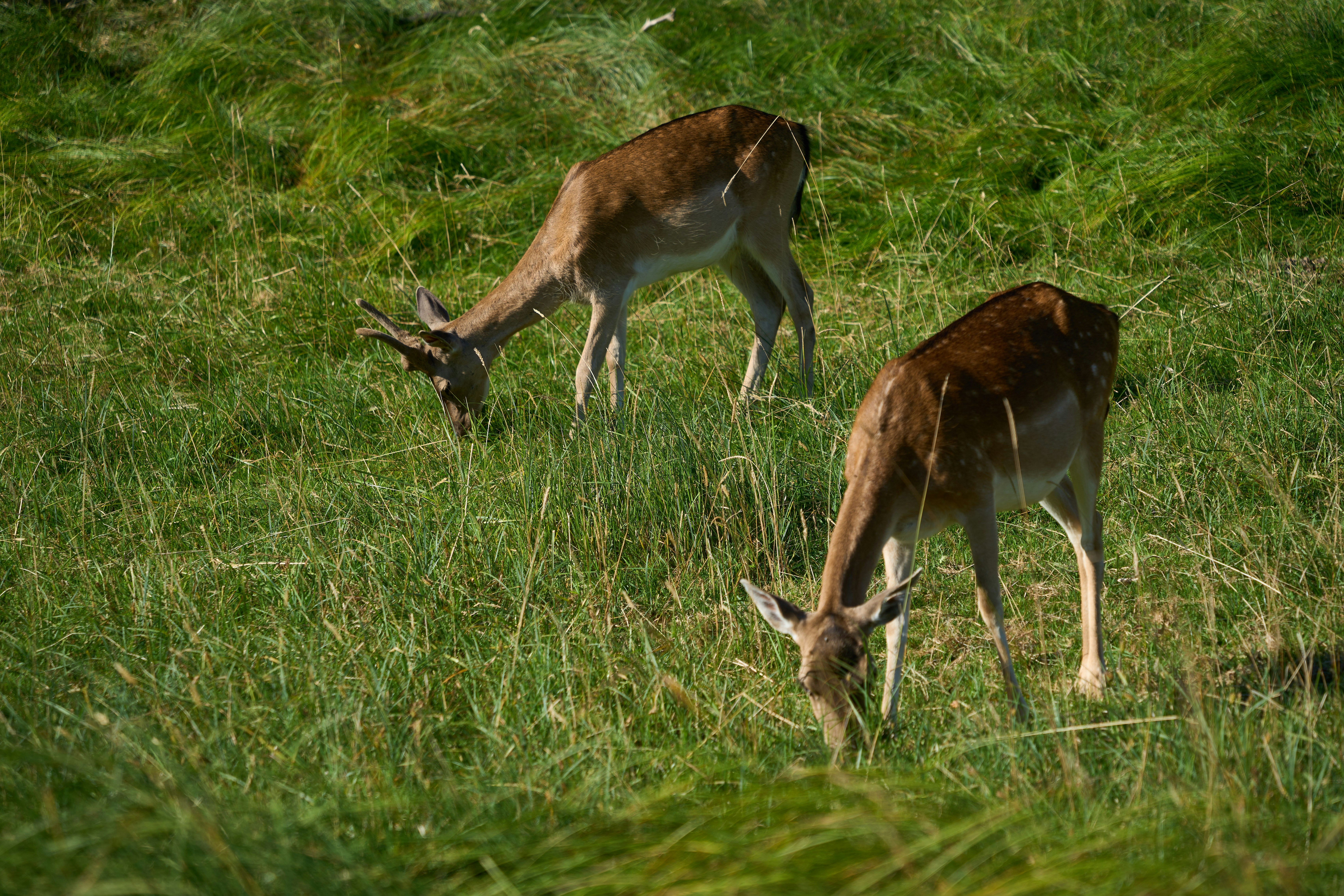 Photo by wolfgang_hasselmann