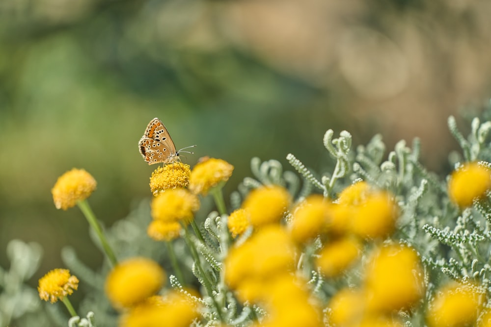 a butterfly on a flower