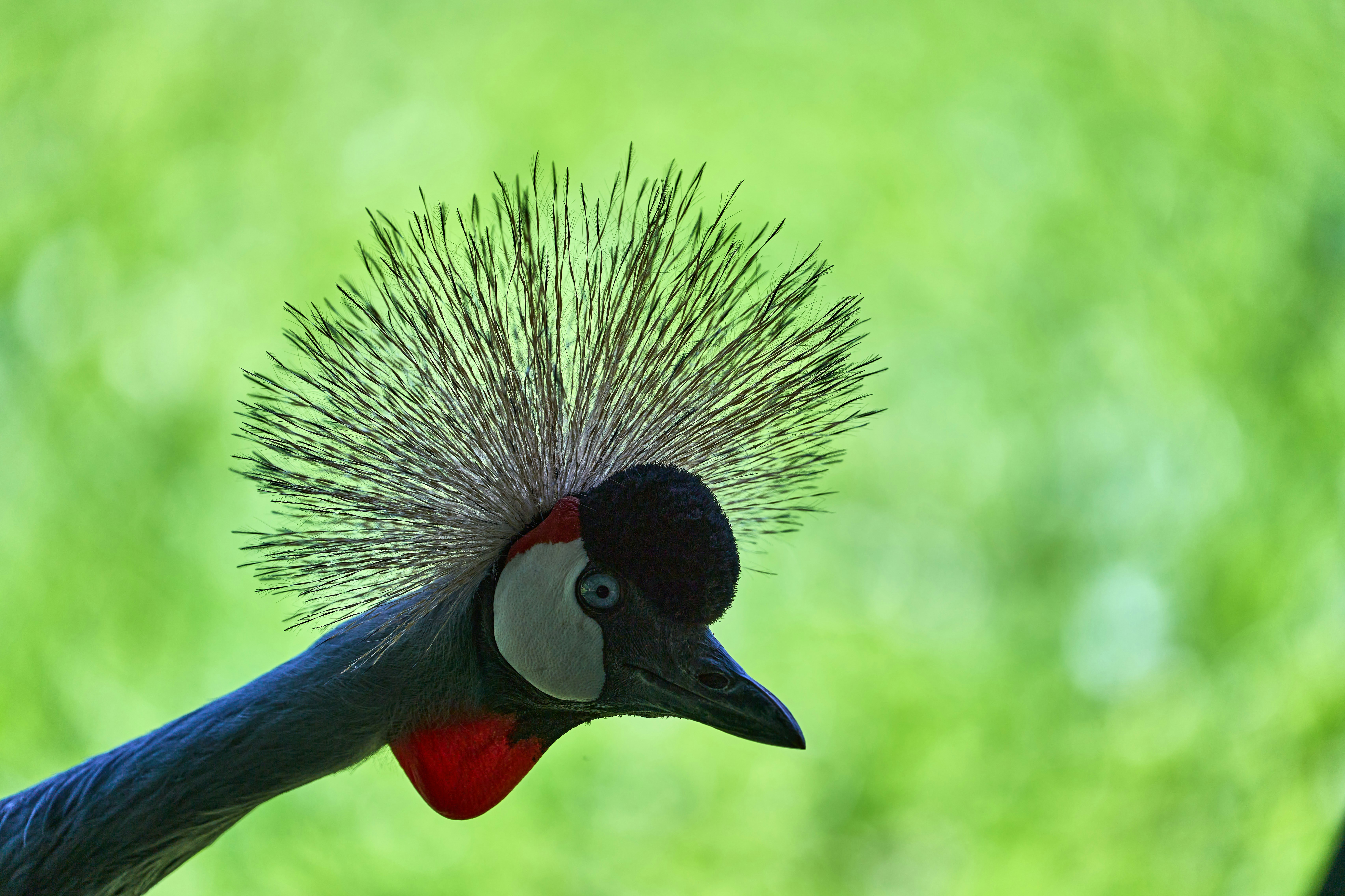 Photo by wolfgang_hasselmann