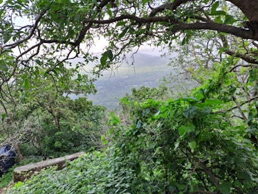 A scenic view of a lush forest featured in a film.