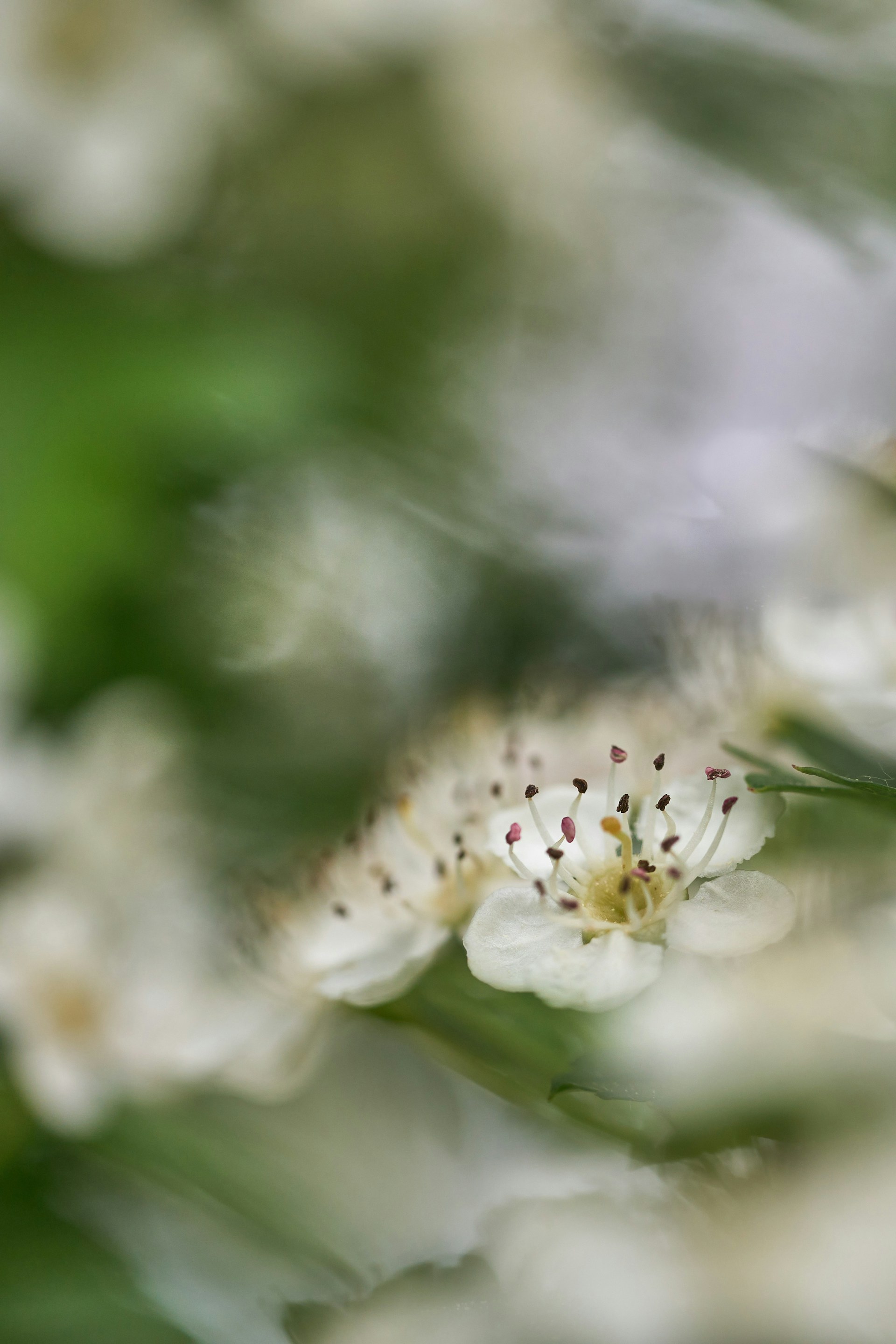 a close up of a flower