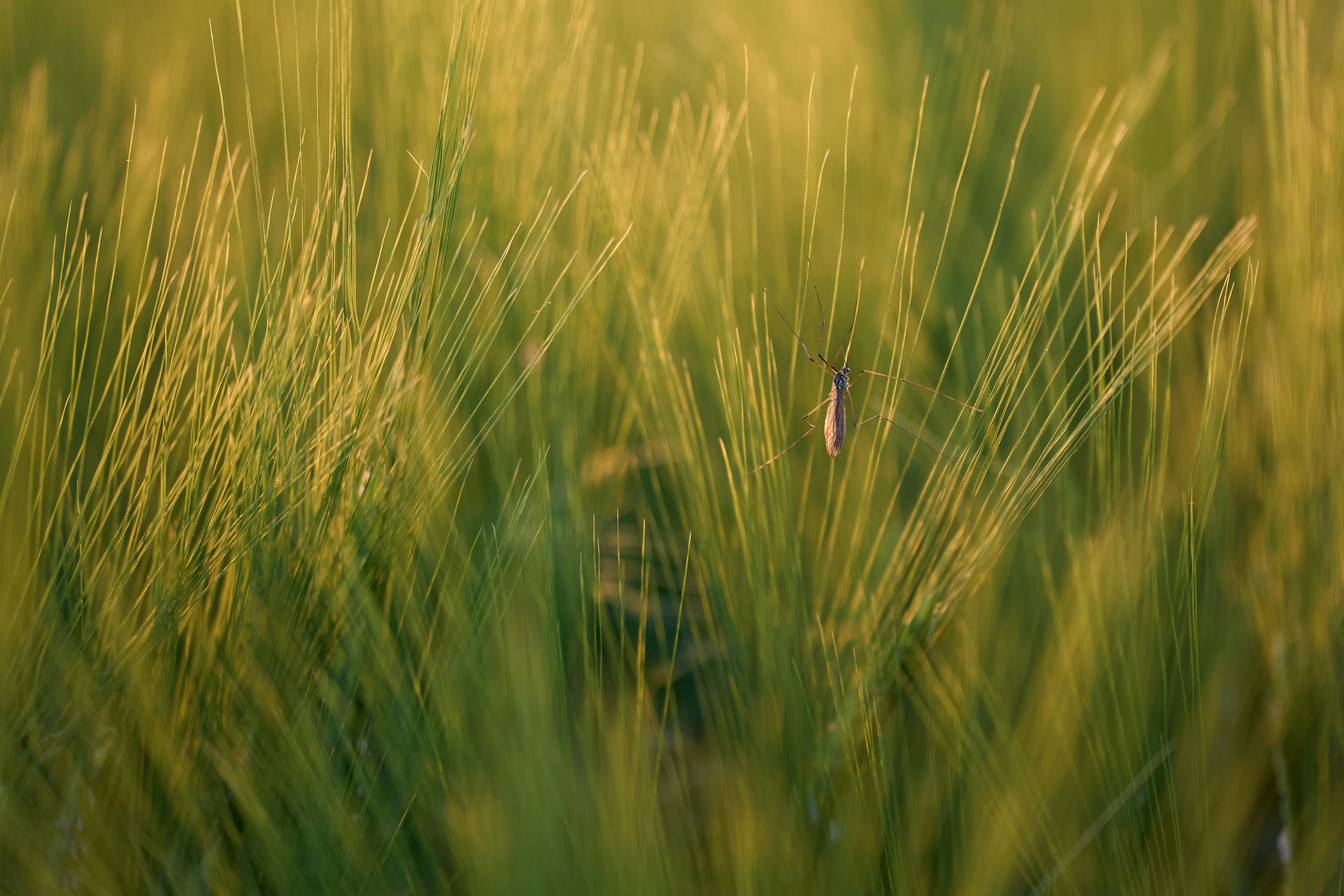 Photo by wolfgang_hasselmann