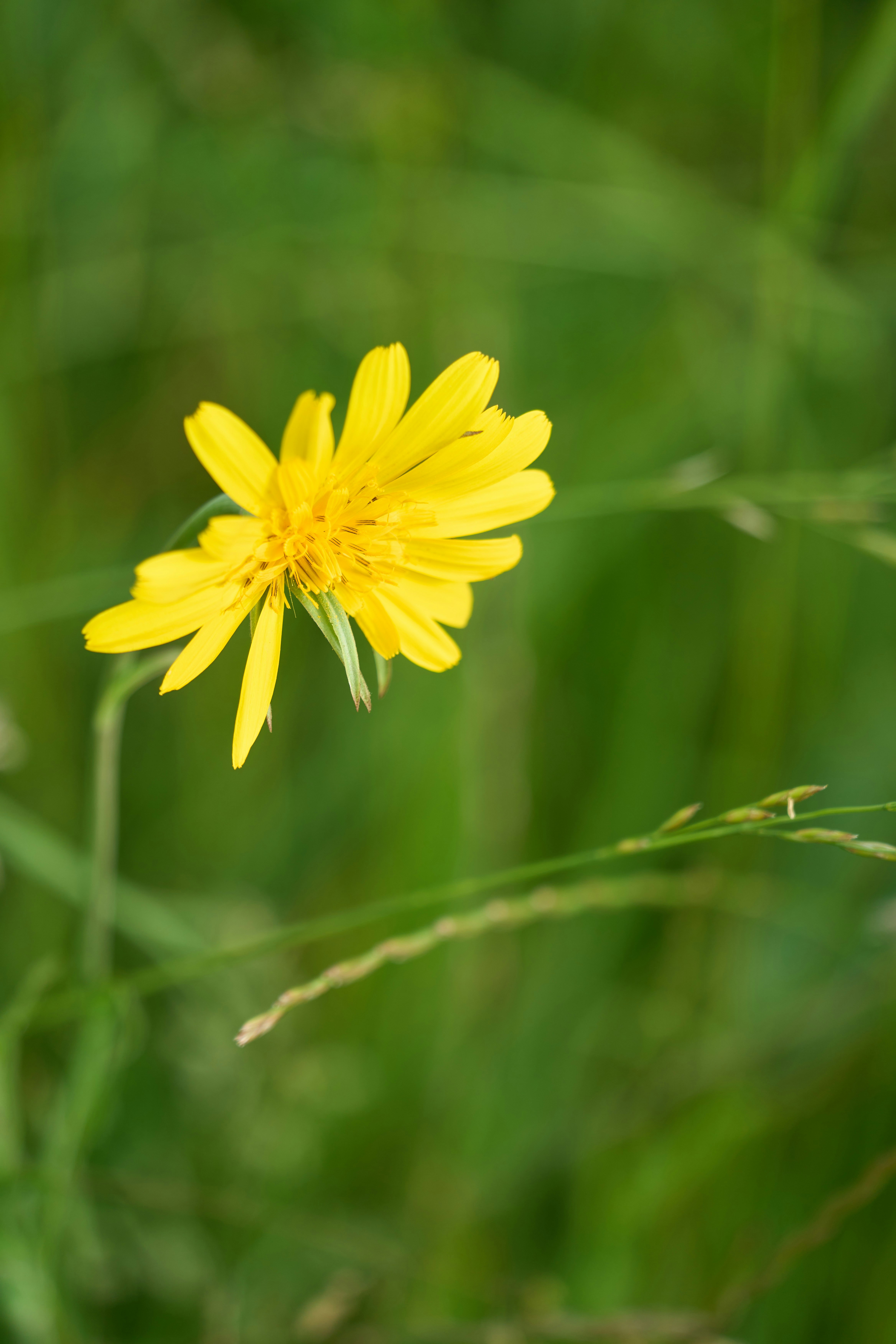 Photo by wolfgang_hasselmann