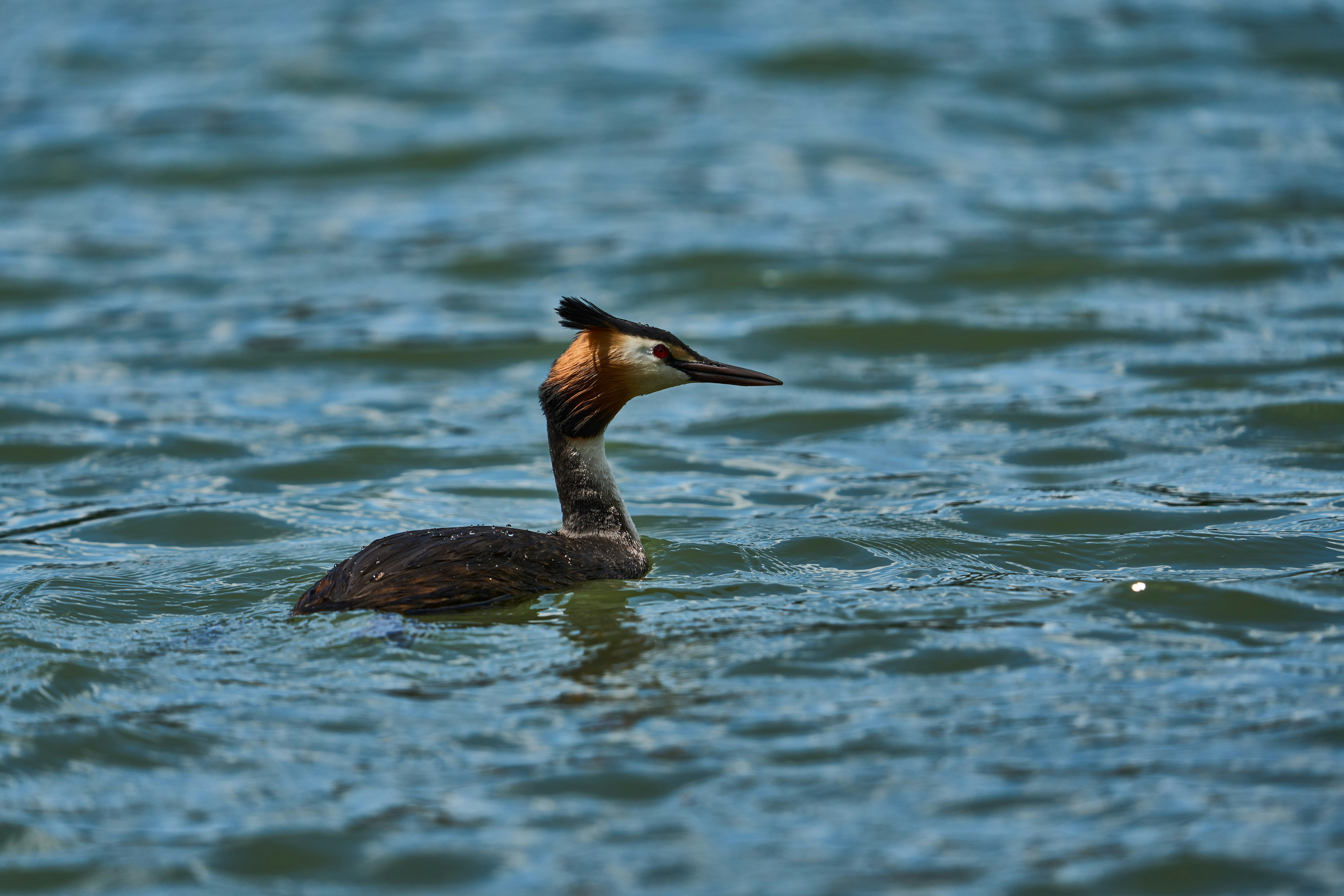 Photo by wolfgang_hasselmann