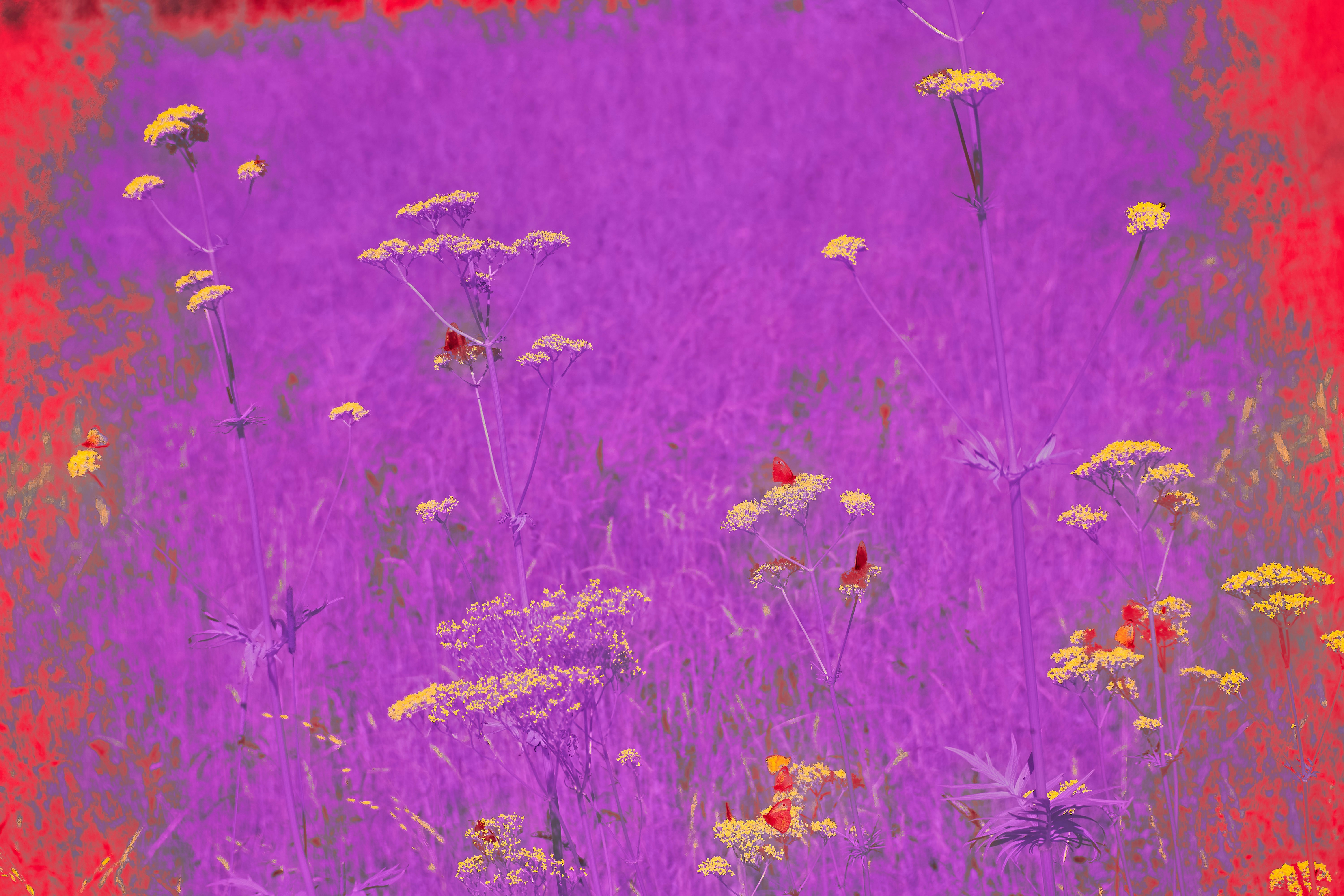 Photo by wolfgang_hasselmann