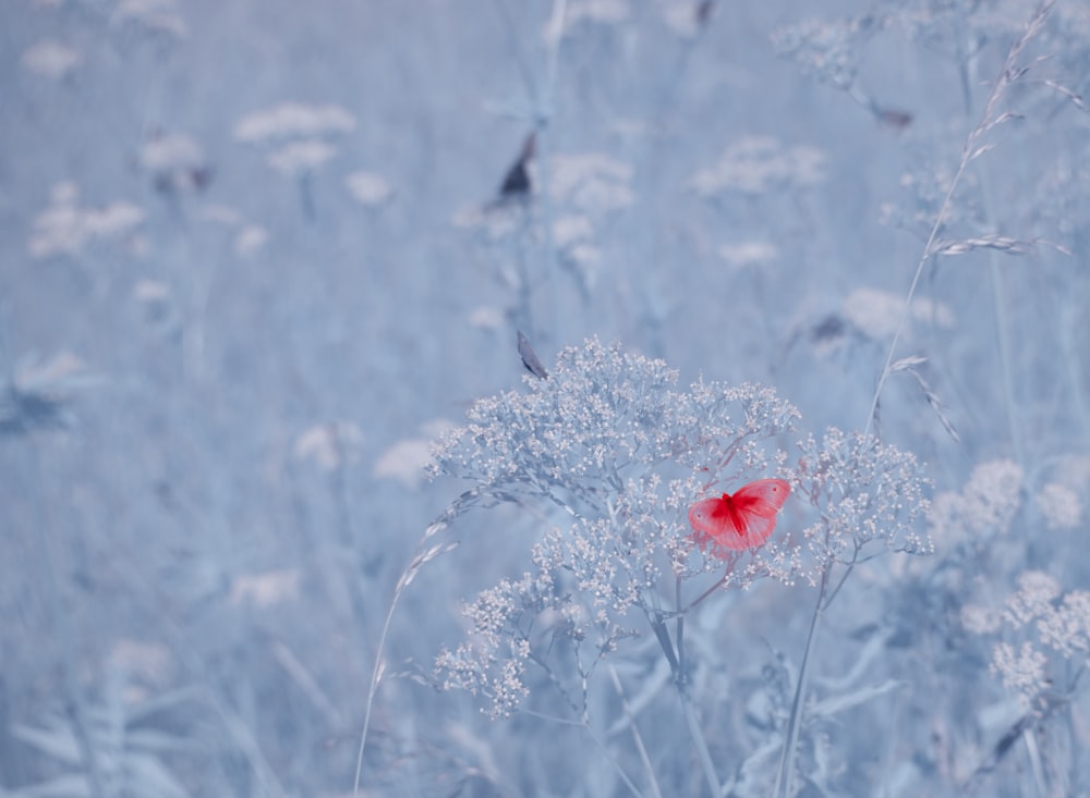 a flower in a field