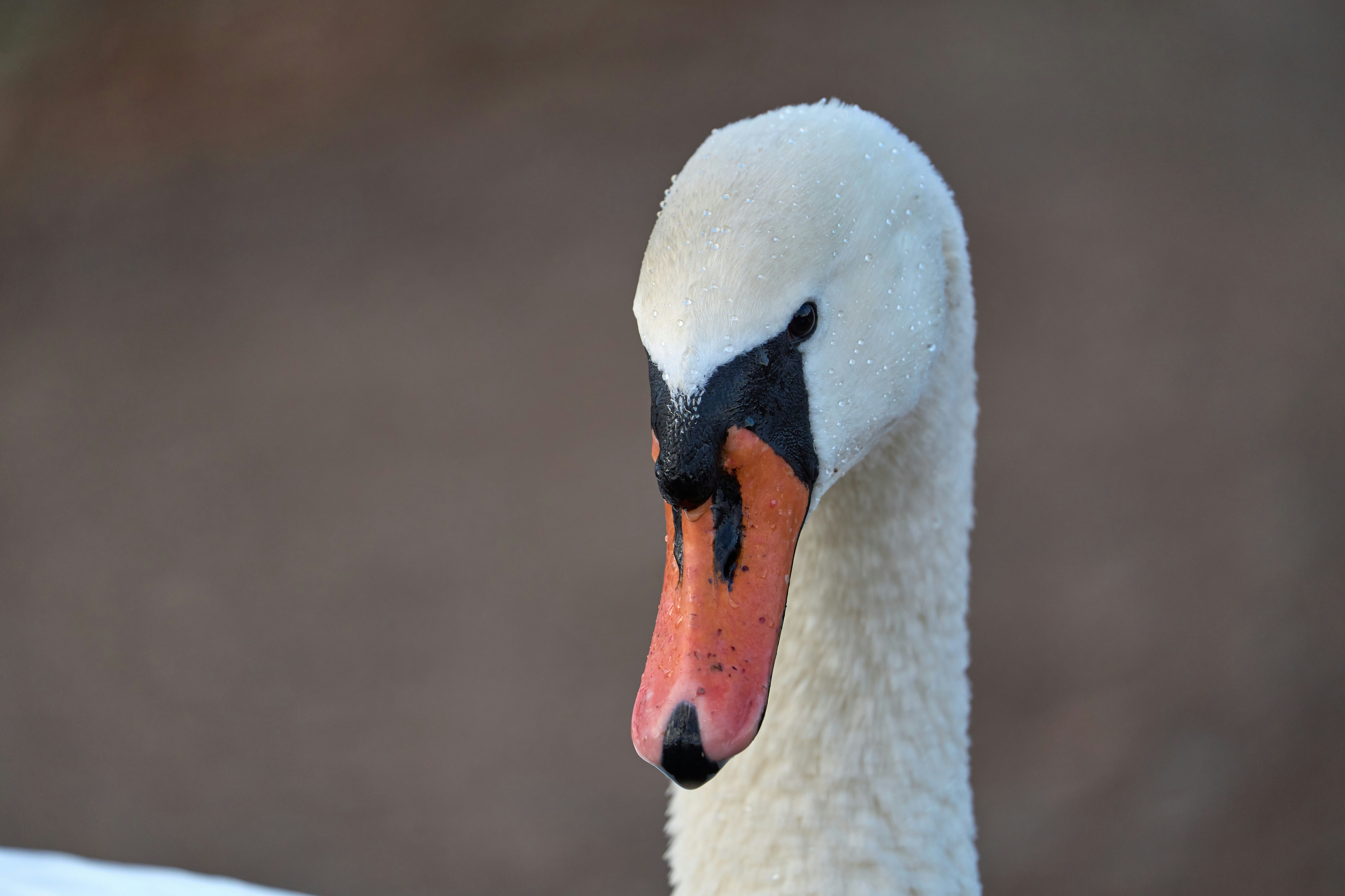 Photo by wolfgang_hasselmann