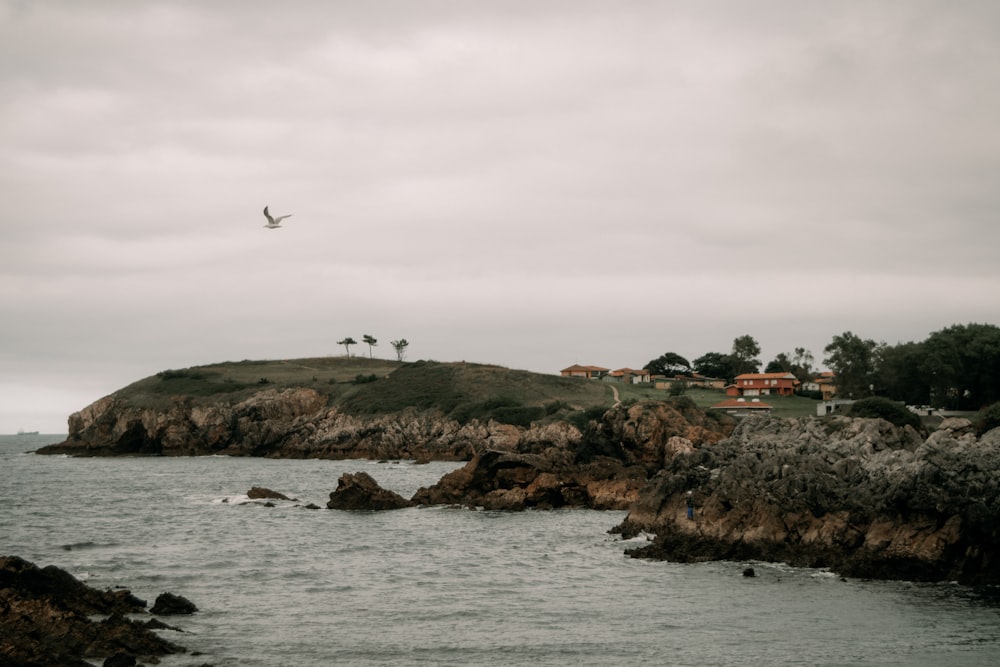 a bird flying over a rocky beach