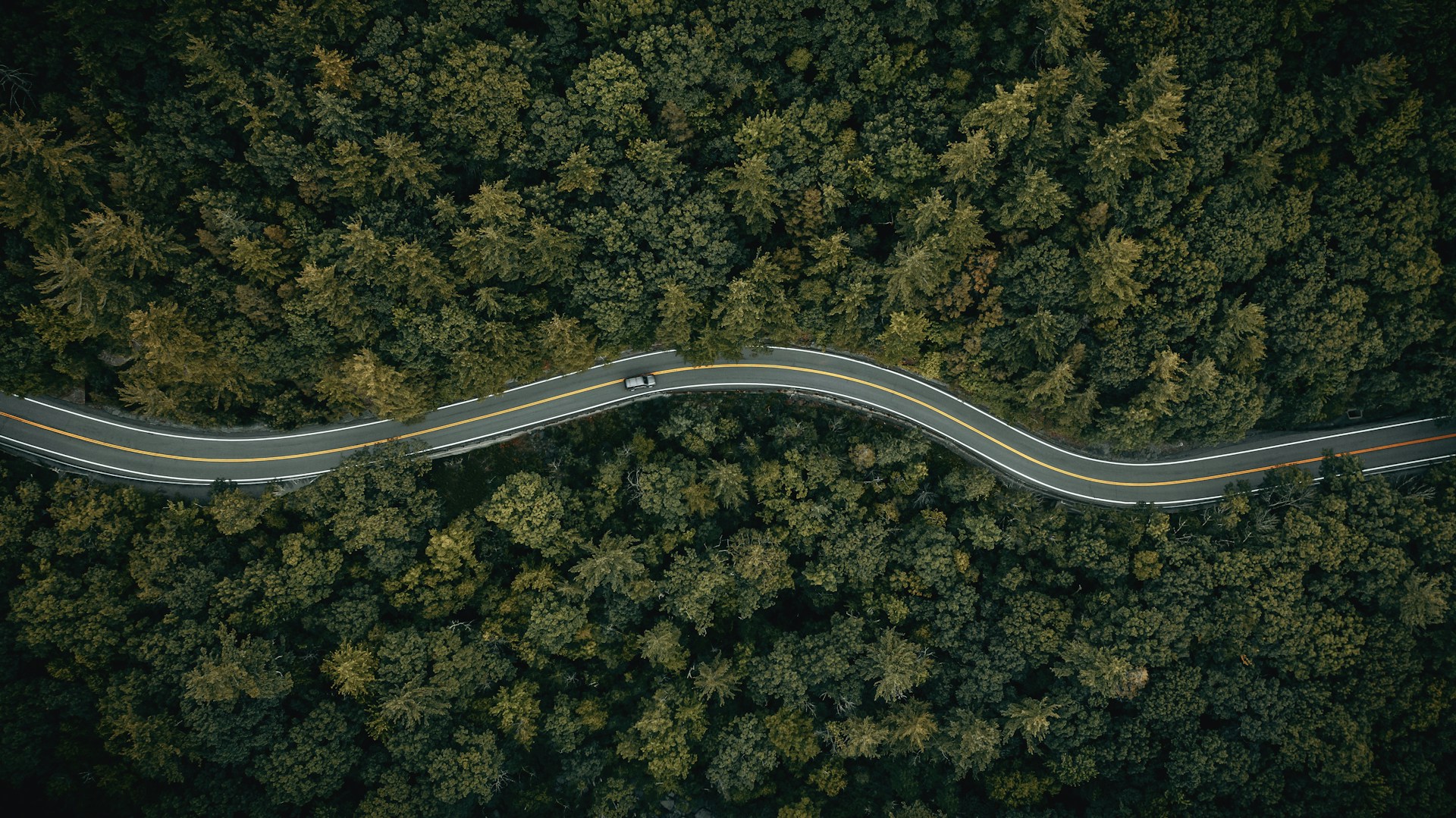a road with trees on the side