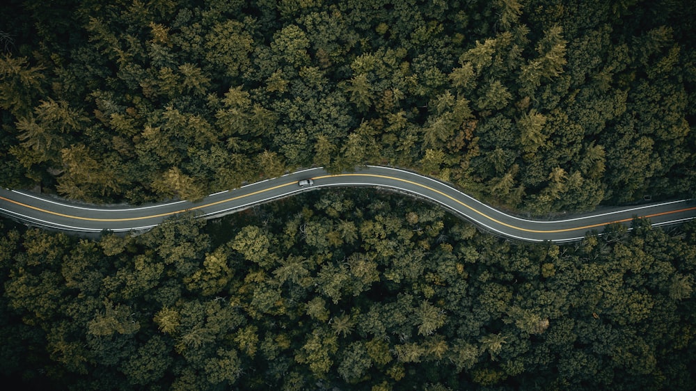 a road with trees on the side