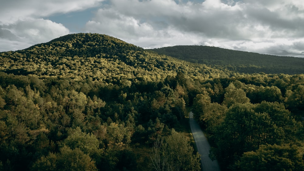 a road going through a forest