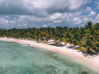 a beach with palm trees and a body of water