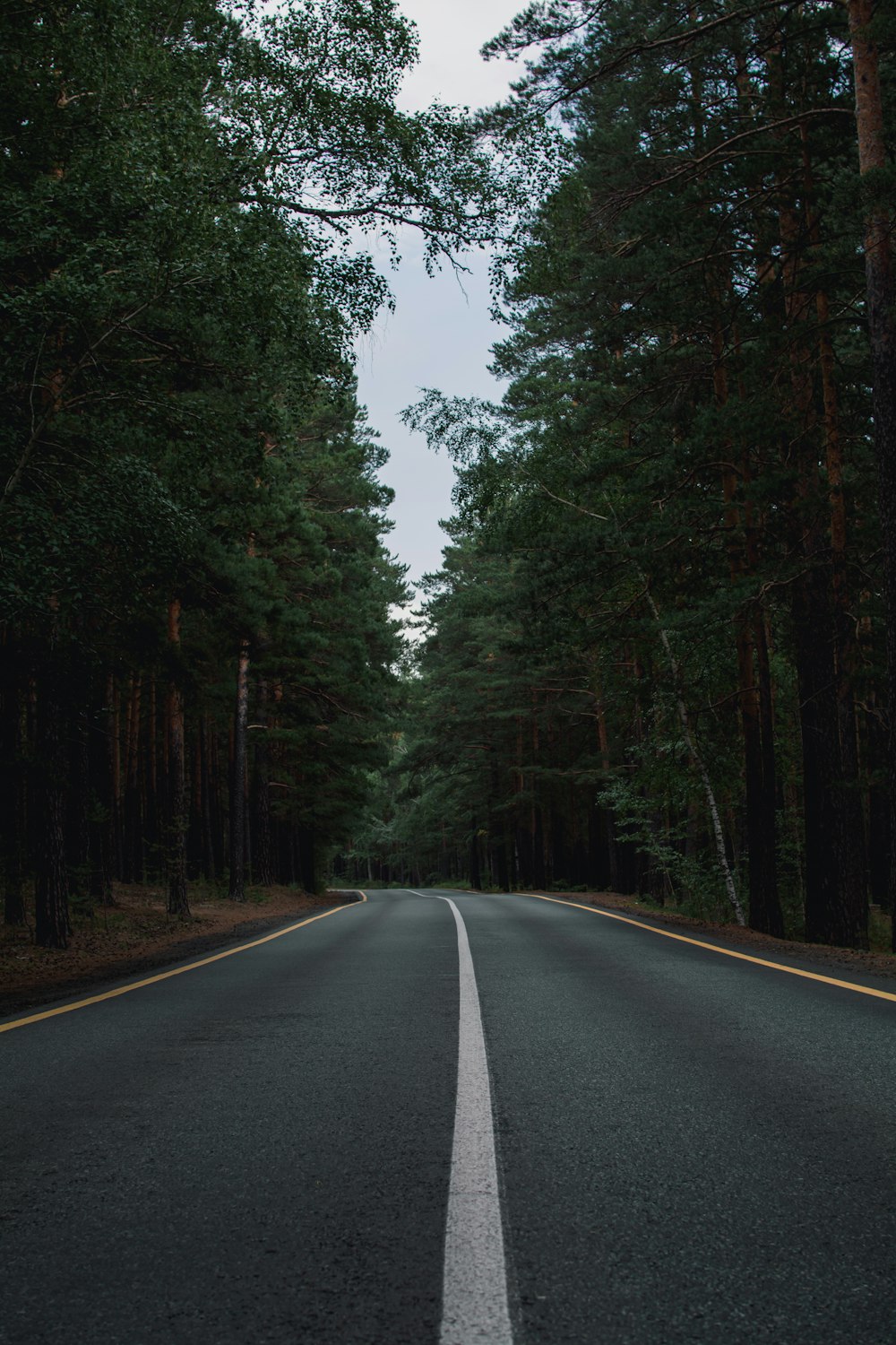 a road with trees on the side