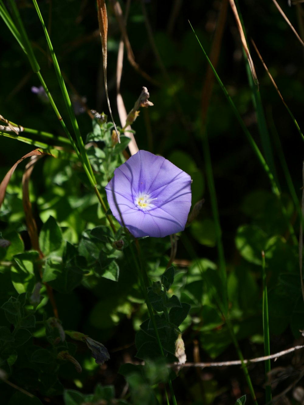 a purple flower on a plant