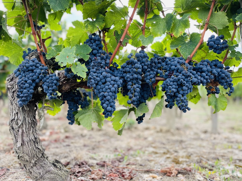 a bunch of blue grapes on a vine