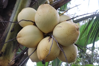 A cluster of ripe yellow coconuts hangs from a tree, surrounded by green palm leaves. The coconuts have a smooth, slightly speckled surface with some brown spots, indicating maturity. The background features a mix of blurred greenery and sky.