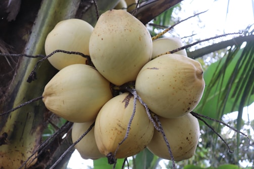 A cluster of ripe yellow coconuts hangs from a tree, surrounded by green palm leaves. The coconuts have a smooth, slightly speckled surface with some brown spots, indicating maturity. The background features a mix of blurred greenery and sky.