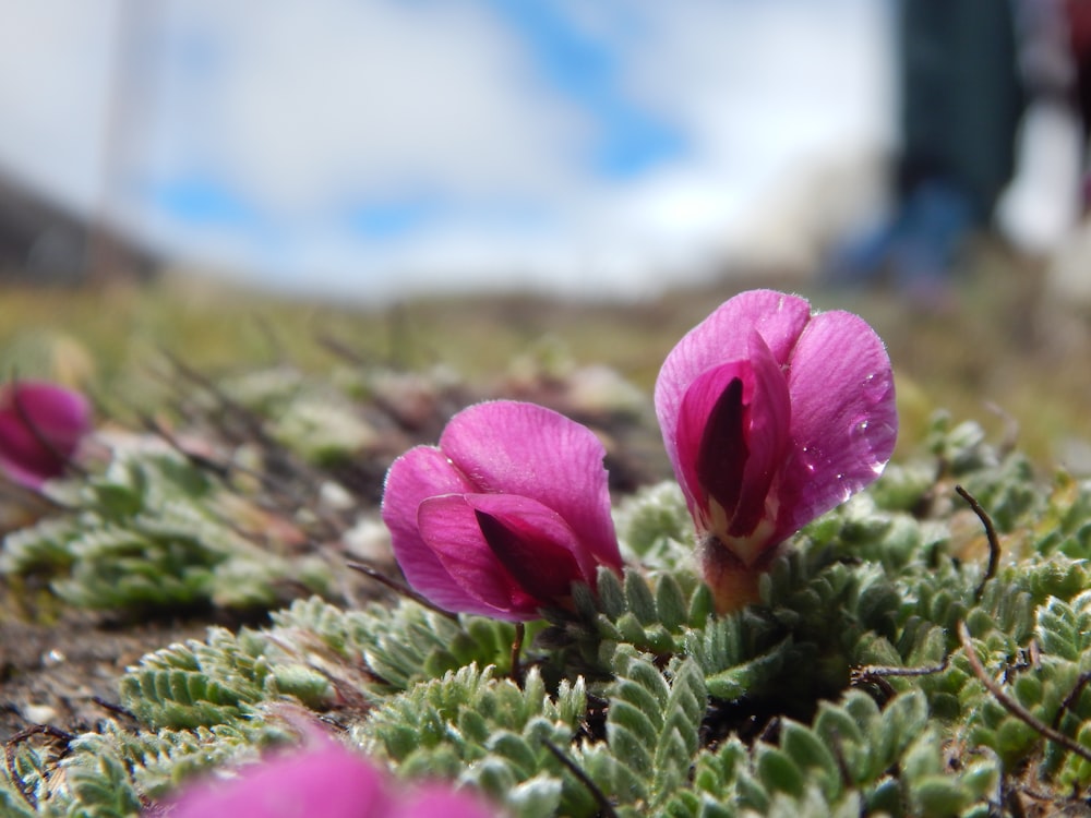 a group of pink flowers