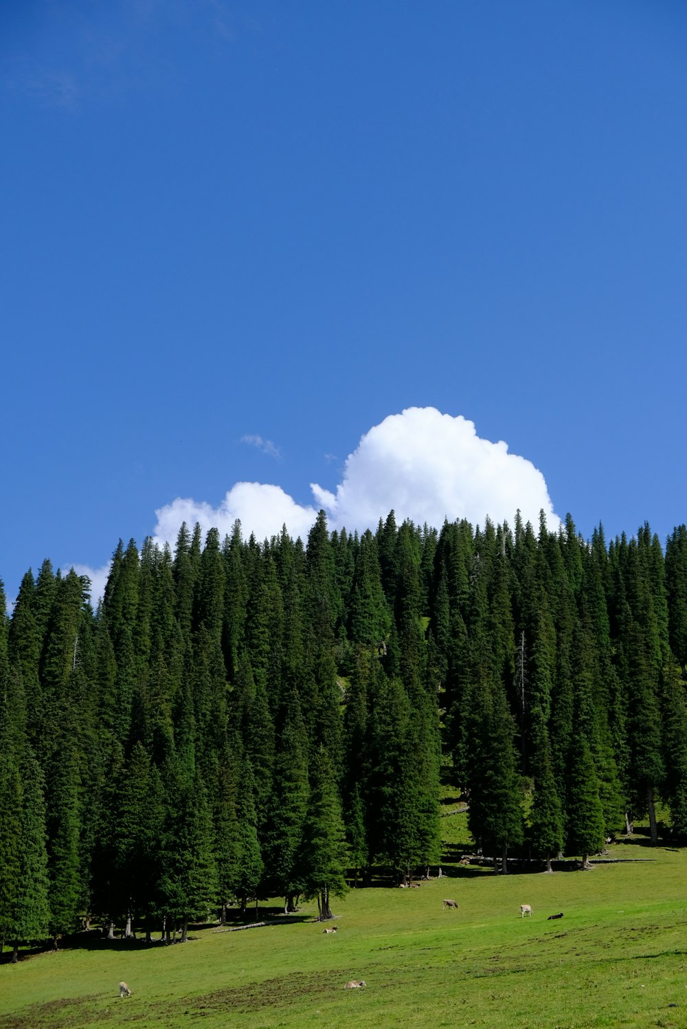 a large forest of trees