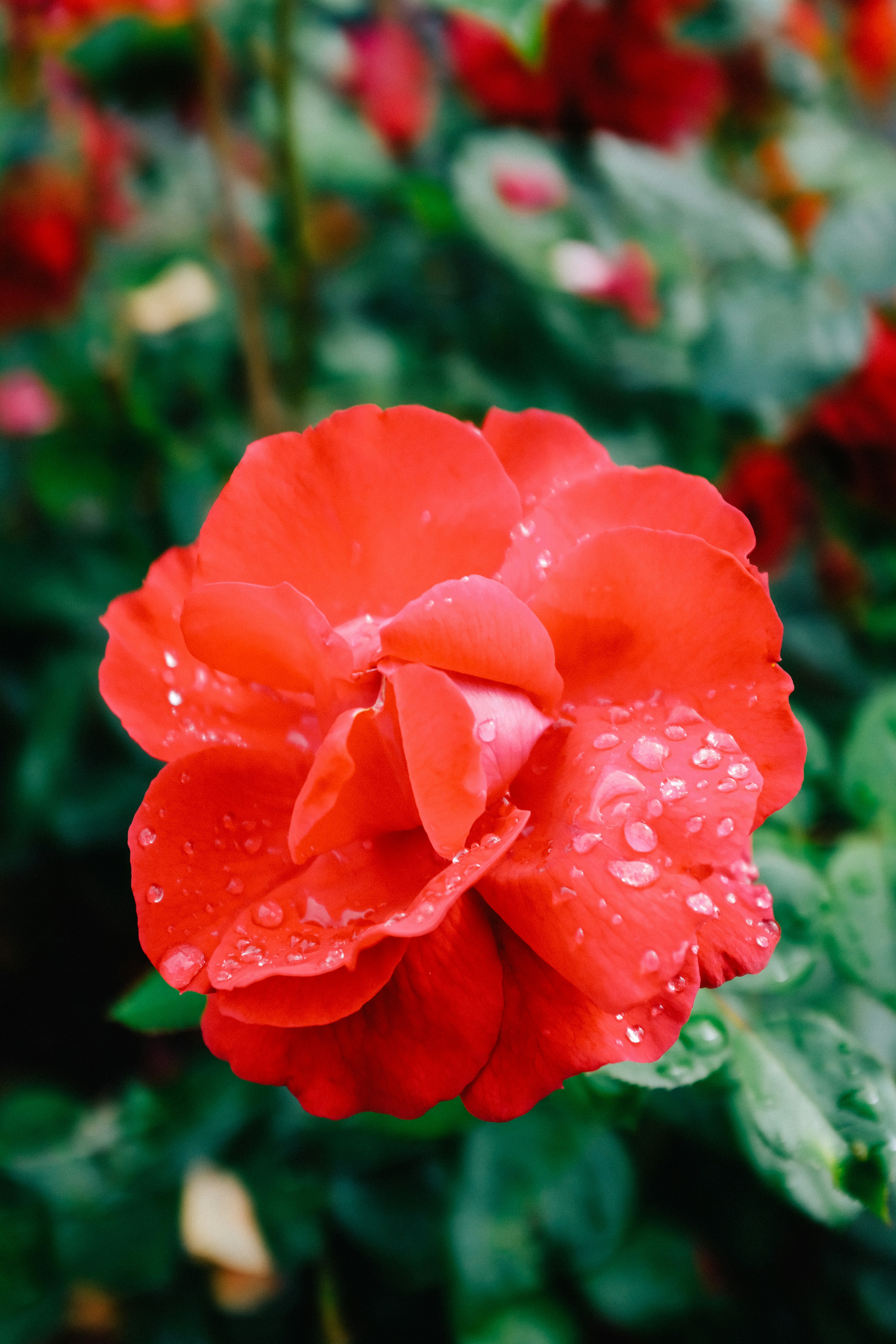 Photo by adrienolichon